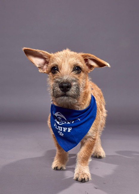 Puppy Bowl XVI